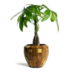 Pachira Aquatica - Money Tree -Plant Supplies Sale Pachira aquatica Money Tree Facets Couple Planter Jenga 2d29d23e d6e1 4afe 8f53 0492c93dabad