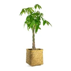 Pachira Aquatica - Money Tree -Plant Supplies Sale Pachira aquatica Money Tree Kobe Bamboo Planter plant pot