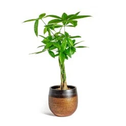 Mya Plant Pot - Shiny Mocha -Plant Supplies Sale Pachira aquatica Money Tree Mya Plant Pot Shiny Mocha 22cm 7d008464 9f12 4a6f 98c1 982db41f812e