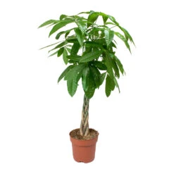 Pachira Aquatica - Money Tree -Plant Supplies Sale Pachira aquatica Money Tree 4335a591 4965 410a bb32 6aeca40c6190