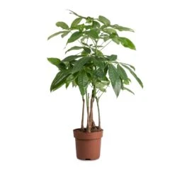 Pachira Aquatica - Multi Stem - Money Tree -Plant Supplies Sale Pachira aquatica MultI Stem Money Tree 17x65cm 2