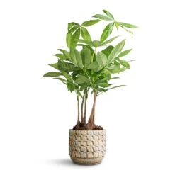 Pachira Aquatica - Multi Stem - Money Tree -Plant Supplies Sale Pachira aquatica Multi Stem Money Tree 17x65cm Jim Plant Pot Shell 19x16cm 5eba2cb7 6254 43ff b696 fa60b4b2b090