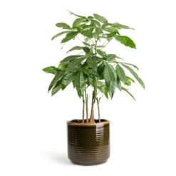 Pachira Aquatica - Multi Stem - Money Tree -Plant Supplies Sale Pachira aquatica Multi Stem Money Tree 17x65cm Jordy Plant Pot Forest Green 23x21cm