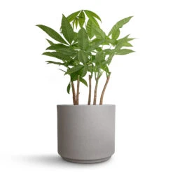 Pachira Aquatica - Multi Stem - Money Tree -Plant Supplies Sale Pachira aquatica Multi Stem Money Tree 17x65cm Leon Plant Pot Cement 22x19.5cm cd28d002 51ad 413d aa8b b9e286f204cd