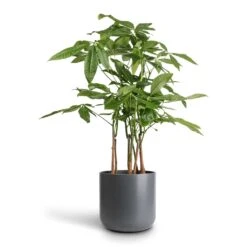 Pachira Aquatica - Multi Stem - Money Tree -Plant Supplies Sale Pachira aquatica Multi Stem Money Tree 17x65cm Lisbon Plant Pot Charcoal 21x21cm