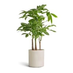 Puk Refined Planter - Natural White -Plant Supplies Sale Pachira aquatica Multi Stem Money Tree 17x65cm Puk Refined Planter Natural White 20x20cm
