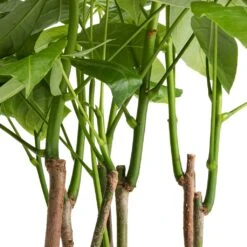 Pachira Aquatica - Multi Stem - Money Tree -Plant Supplies Sale Pachira aquatica Multi Stem Money Tree 17x65cm SWATCH