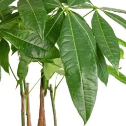 Pachira Aquatica - Multi Stem - Money Tree -Plant Supplies Sale Pachira aquatica Multi Stem Money Tree 17x65cm SWATCH 3