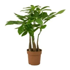 Pachira Aquatica - Multi Stem - Money Tree -Plant Supplies Sale Pachira aquatica Multi Stem Money Tree