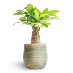 Pachira Aquatica - Thick Trunk - Money Tree -Plant Supplies Sale Pachira aquatica Thick Trunk Money Tree 12x40cm Iris Plant Pot Mint 15x14cm fe2def25 2fdc 4715 97bb 67f424554bb9