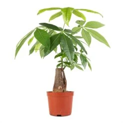Pachira Aquatica - Thick Trunk - Money Tree -Plant Supplies Sale Pachira aquatica Thick Trunk Money Tree 14x45cm