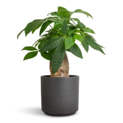 Pachira Aquatica - Thick Trunk - Money Tree -Plant Supplies Sale Pachira aquatica Thick Trunk Money Tree 14x45cm Leon Plant Pot Granite 14.5x12cm a0bfe33f 8d2c 43b0 b7b8 8c9e989be4e3