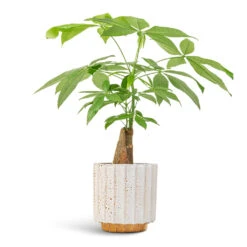 Lugano Scalloped Plant Pot - Mustard -Plant Supplies Sale Pachira aquatica Thick Trunk Money Tree 14x45cm Lugano Scalloped Plant Pot Mustard 16x16cm af69bcfb 810f 4580 a786 99d1a897f9c0