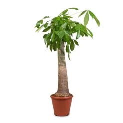 Pachira Aquatica - Thick Trunk - Money Tree -Plant Supplies Sale Pachira aquatica Thick Trunk Money Tree
