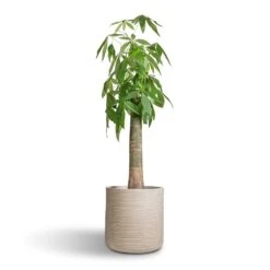 Dune Cylinder Planter - Oat -Plant Supplies Sale Pachira aquatica Thick Trunk Money Tree 26x140cm Dune Cylinder Planter Oat 38x37cm