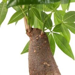 Pachira Aquatica - Thick Trunk - Money Tree -Plant Supplies Sale Pachira aquatica Thick Trunk Money Tree SWATCH Small