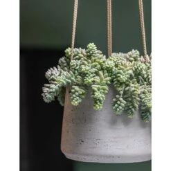 Patt Hanging Plant Pot - Grey Washed -Plant Supplies Sale Patt Hanging Plant Pot Grey Washed Succulent