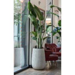 Patt High Plant Vase - Ridged Cement -Plant Supplies Sale Patt High Plant Vase Ridged Cement Strelitzia Houseplant