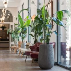 Patt High Plant Vase - Ridged Dark Grey -Plant Supplies Sale Patt High Plant Vase Ridged Dark Grey Strelitzia Houseplant