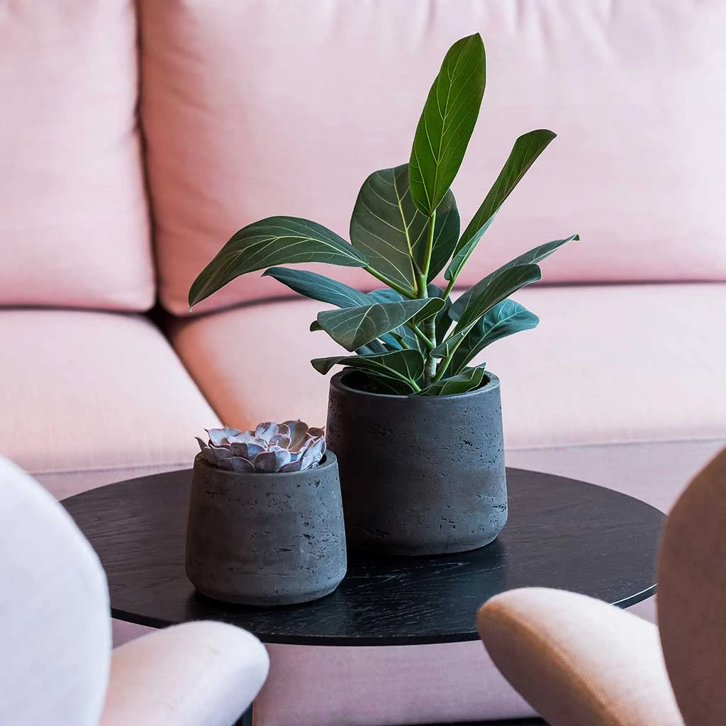 Patt Plant Pot - Black Washed 2 Patt Plant Pot - Black Washed - Image 2