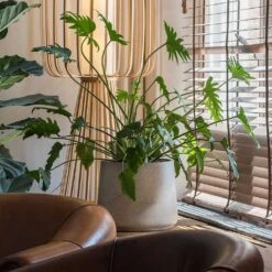 Patt Plant Pot - Grey Washed -Plant Supplies Sale Patt Plant Pot Grey Washed Xanadu Houseplant