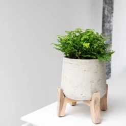 Patt Plant Pot - Low Stand - Grey Washed -Plant Supplies Sale Patt Plant Pot Low Stand Grey Washed Lifestyle 02