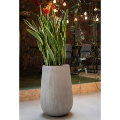 Patt High Plant Vase - Ridged Cement -Plant Supplies Sale PattHighPlantVase RidgedCement 5