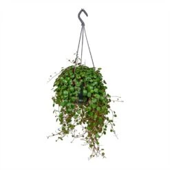Peperomia Prostrata Pepperspot - String Of Coins