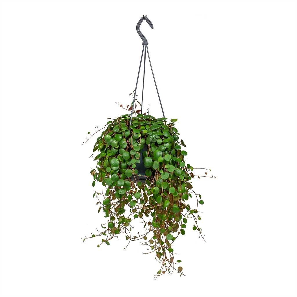 Peperomia Prostrata Pepperspot - String Of Coins 1 Peperomia Prostrata Pepperspot - String Of Coins
