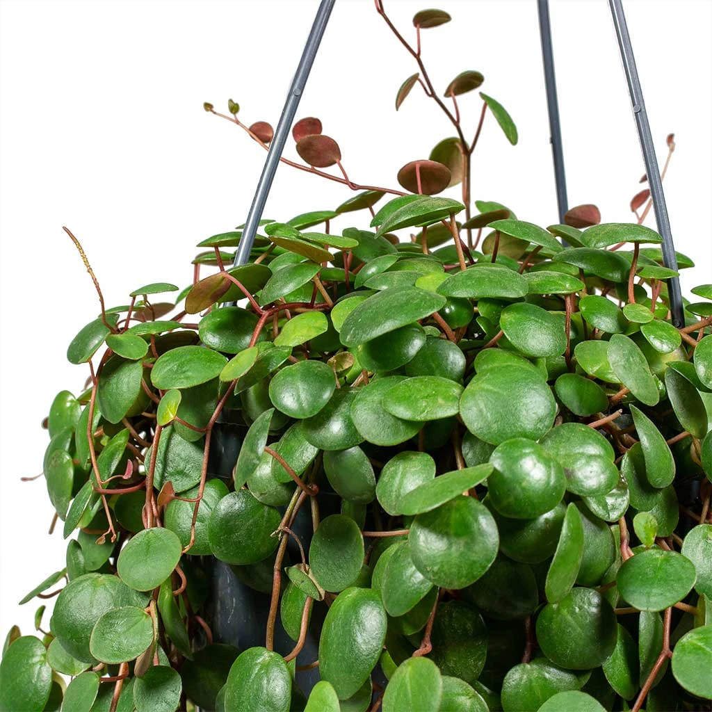 Peperomia Prostrata Pepperspot - String Of Coins 2 Peperomia Prostrata Pepperspot - String Of Coins - Image 2