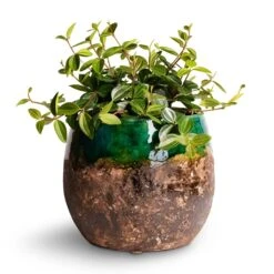 Lindy Plant Pot - Black Green -Plant Supplies Sale Peperomia angulata rocca scuro Dark Green Beetle Radiator Plant 12x20cm Lindy Plant Pot Black Green 19x16cm 2d4cf0ce 9e80 4ff3 9920 6da54cfb156f
