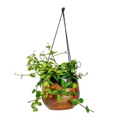 Mya Hanging Planter - Shiny Mocha -Plant Supplies Sale Peperomia angulata rocca scuro Dark Green Beetle Radiator Plant Mya Hanging Planter Shiny Mocha b4c99ae9 5d4a 4b04 be8c 297ea5c00325
