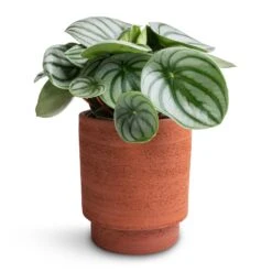 Chao Plant Pot - Terra 8 Chao Plant Pot - Terra -Plant Supplies Sale Peperomia argyreia Watermelon Peperomia 12x20cm Chao Plant Pot Terra 13x15cm 93ab2fa1 c12f 4989 aa73 cc80b1293188