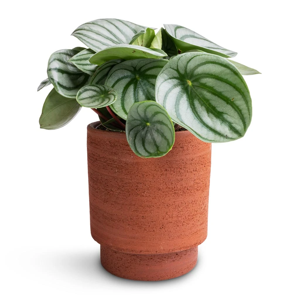 Chao Plant Pot - Terra 4 Chao Plant Pot - Terra - Image 4