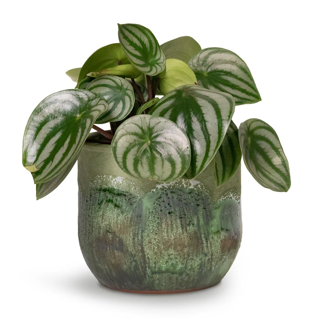 Moon Plant Pot - Jungle 2 Moon Plant Pot - Jungle - Image 2