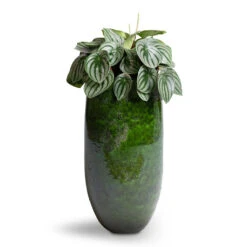 Aimee Tall Plant Vase - Pear -Plant Supplies Sale Peperomia argyreia Watermelon Peperomia 15x25cm Aimee Tall Plant Vase Pear 22x45cm