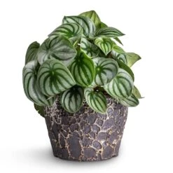 Lava Couple Straight Relic Planter - Black -Plant Supplies Sale Peperomia argyreia Watermelon Peperomia 15x25cm Lava Couple Straight Relic Planter Black 19x13cm e57b0b0d 83ea 442e 96e6 c72b52dc01a7