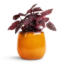 Charlotte Plant Pot - Spiced Ochre -Plant Supplies Sale Peperomia caperata Red Luna 11x20cm Charlotte Plant Pot Ochre 15x13cm