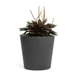 Mini Bucket Plant Pot - Black Washed -Plant Supplies Sale Peperomia caperata Rosso Mini Bucket Plant Pot Black Washed
