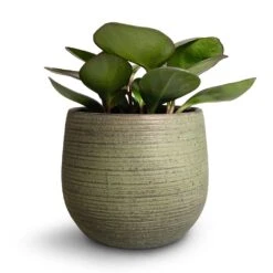 Lydia Plant Pot - Shiny Green -Plant Supplies Sale Peperomia clusiifolia Red Margin Red Edged Radiator Plant 11x20cm Lydia Plant Pot Shiny Green 18x16cm 3
