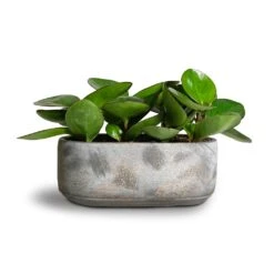 Saar Oval Plant Bowl - Earth Cement 5 Saar Oval Plant Bowl - Earth Cement -Plant Supplies Sale Peperomia clusiifolia Red Margin Red Edged Radiator Plant 11x20cm Saar Oval Plant Bowl Earth Cement 26x13x11cm 2