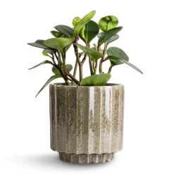 Lugano Scalloped Plant Pot - Green -Plant Supplies Sale Peperomia clusiifolia Red Margin Red Edged Radiator Plant 14x25cm Lugano Scalloped Plant Pot Green 16x16cm d10fc9bd dae3 4b28 aa9a 9d9599f9a464