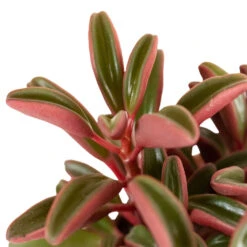 Peperomia Graveolens - Ruby Glow Radiator Plant 16 Peperomia Graveolens - Ruby Glow Radiator Plant -Plant Supplies Sale Peperomia graveolens Ruby Glow Radiator Plant 1