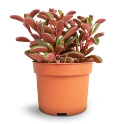 Peperomia Graveolens - Ruby Glow Radiator Plant 13 Peperomia Graveolens - Ruby Glow Radiator Plant -Plant Supplies Sale Peperomia graveolens Ruby Glow Radiator Plant 10.5x17cm