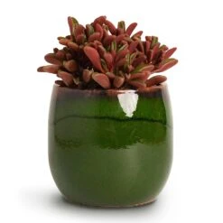 Charlotte Plant Pot - Green 27 Charlotte Plant Pot - Green -Plant Supplies Sale Peperomia graveolens Ruby Glow Radiator Plant 10.5x17cm Charlotte Plant Pot Green 15x13cm 6e1b678a 0a33 4902 931d 3e0c19348120