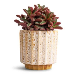 Lugano Scalloped Plant Pot - Mustard -Plant Supplies Sale Peperomia graveolens Ruby Glow Radiator Plant 10.5x17cm Lugano Scalloped Plant Pot Mustard 13x13cm 0aadc796 596b 4f7f be8a 850a180dcff4