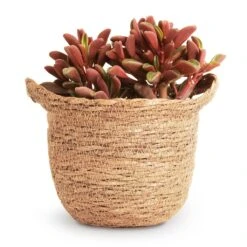 Peperomia Graveolens - Ruby Glow Radiator Plant 15 Peperomia Graveolens - Ruby Glow Radiator Plant -Plant Supplies Sale Peperomia graveolens Ruby Glow Radiator Plant 10.5x17cm Nelis Plant Basket Camel 13x12cm 9ec1d073 f317 4ca9 89c4 be0f6487a030