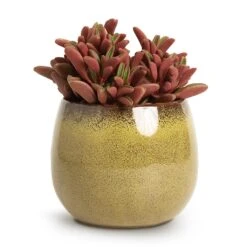 Peperomia Graveolens - Ruby Glow Radiator Plant 18 Peperomia Graveolens - Ruby Glow Radiator Plant -Plant Supplies Sale Peperomia graveolens Ruby Glow Radiator Plant 10.5x17cm Odile Plant Pot Moss 13x11cm 74d4c8e9 df29 4ee9 977e 70d1100ae8bc