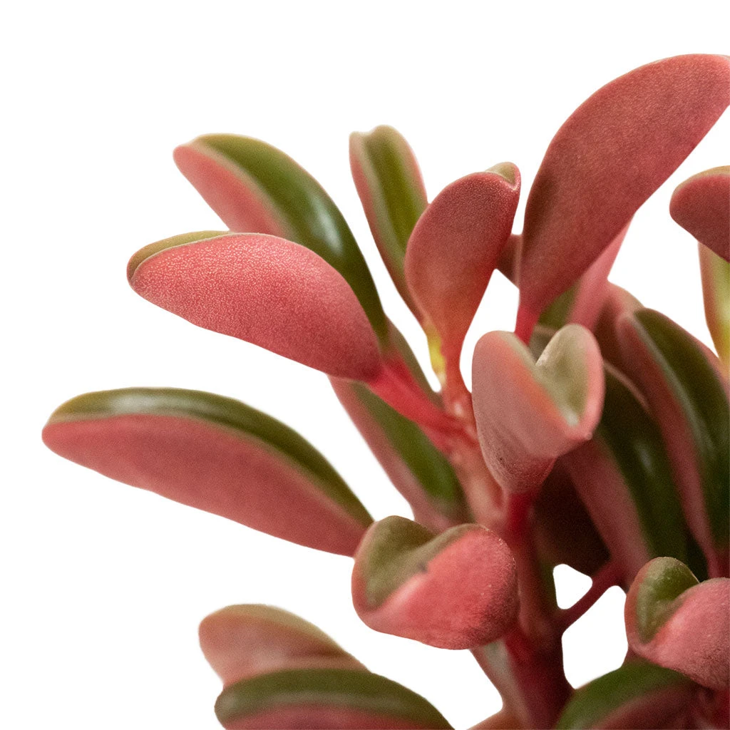 Peperomia Graveolens - Ruby Glow Radiator Plant 2 Peperomia Graveolens - Ruby Glow Radiator Plant - Image 2