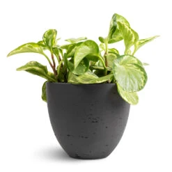 Mini Jesslyn Plant Pot - Black Washed -Plant Supplies Sale Peperomia obtusifolia Golden Gate Baby Rubber Plant 14x25cm Mini Jesslyn Plant Pot Black Washed 18x15cm 1 ed3a6919 6dd9 4a43 92e8 35e449ec0827